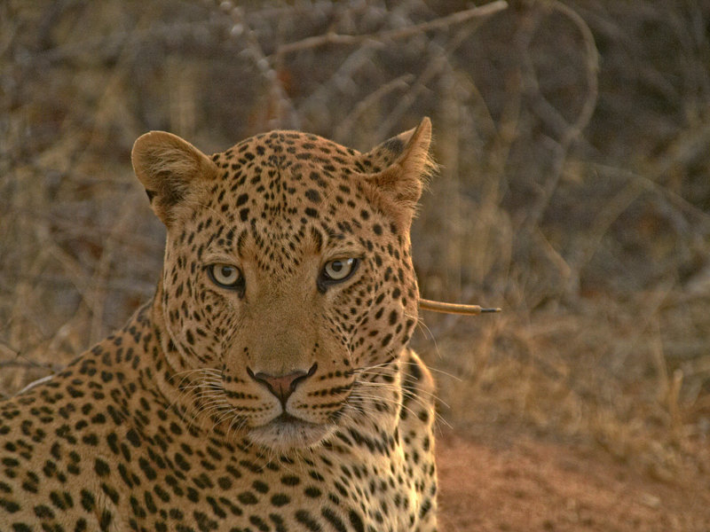 Leopard, Okonjima